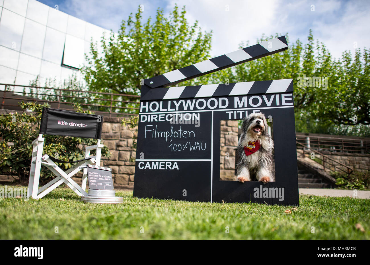 03 May 2018, Germany, Dortmund: Tom Tom the Tibetan Terrier mongrel behind a film director's clapperboard ahead of the 'Hund und Katz 2018' (Dog and Cat 2018) show, which runs from 11 - 13 May. Photo: Guido Kirchner/dpa Credit: dpa picture alliance/Alamy Live News Stock Photo