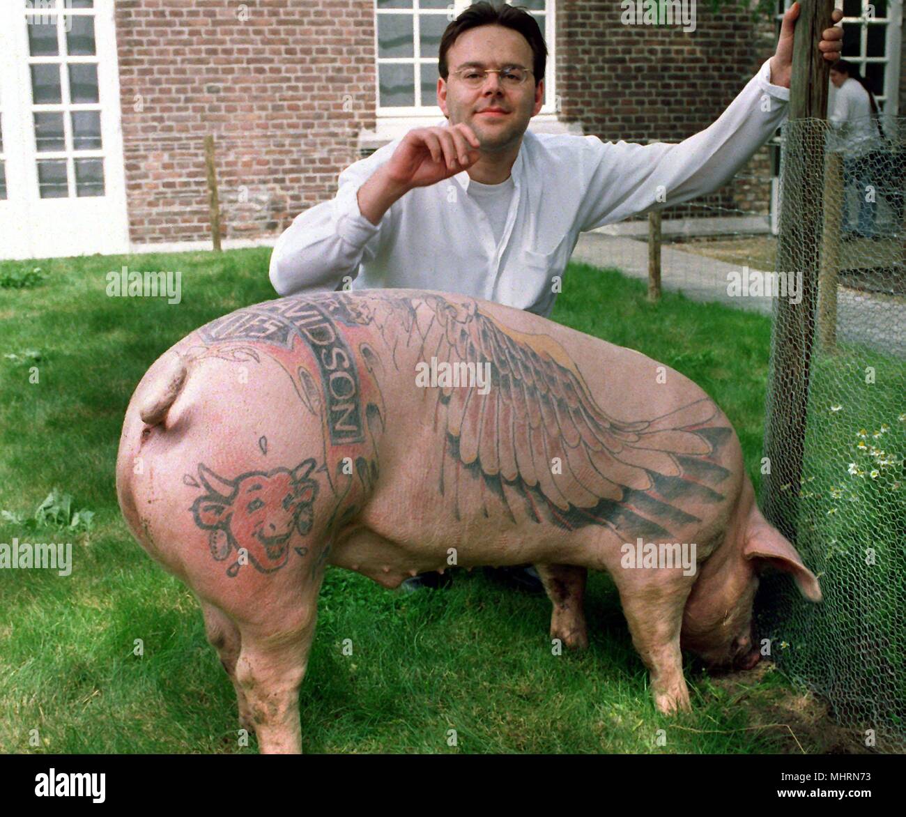 Domestic pig Marcel sniffs his new surroundings in the garden of the town museum in the Dutch town of Sittard on 19.6.1998, while Wim Delvoye takes another look at his work. The Belgian artist living in Ghent and London had the pig tattooed under anesthesia. Since then, Delvoye enjoys the copyrights for his living artwork, 'Pigs,' which can not be deflated. Marcel will be on display as a living exhibit in the purpose-built garden of the Het Domein Museum until July 19th. For sociability, the tattooed pig is accompanied by an unmarried conspecific. | usage worldwide Stock Photo