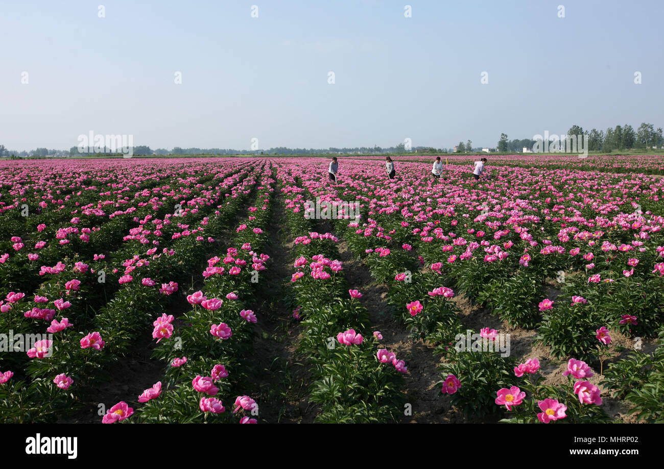 Bozhou, China's Anhui Province. 2nd May, 2018. Farmers remove weeds at a Chinese herbaceous peony farm in Jiuliqiao Village of Mengcheng County, east China's Anhui Province, May 2, 2018. Credit: Hu Weiguo/Xinhua/Alamy Live News Stock Photo