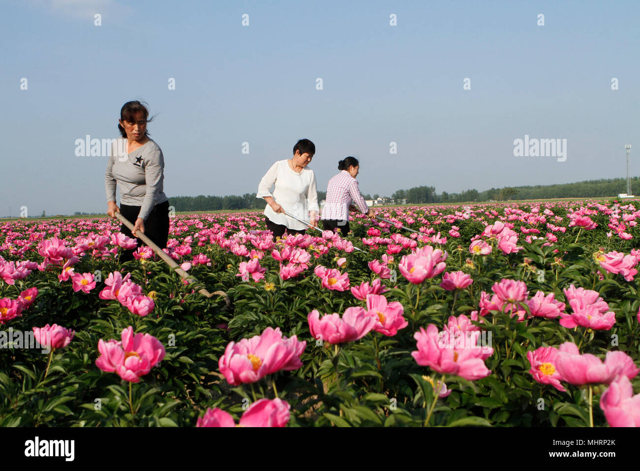 Bozhou, China's Anhui Province. 2nd May, 2018. Farmers remove weeds at a Chinese herbaceous peony farm in Jiuliqiao Village of Mengcheng County, east China's Anhui Province, May 2, 2018. Credit: Hu Weiguo/Xinhua/Alamy Live News Stock Photo