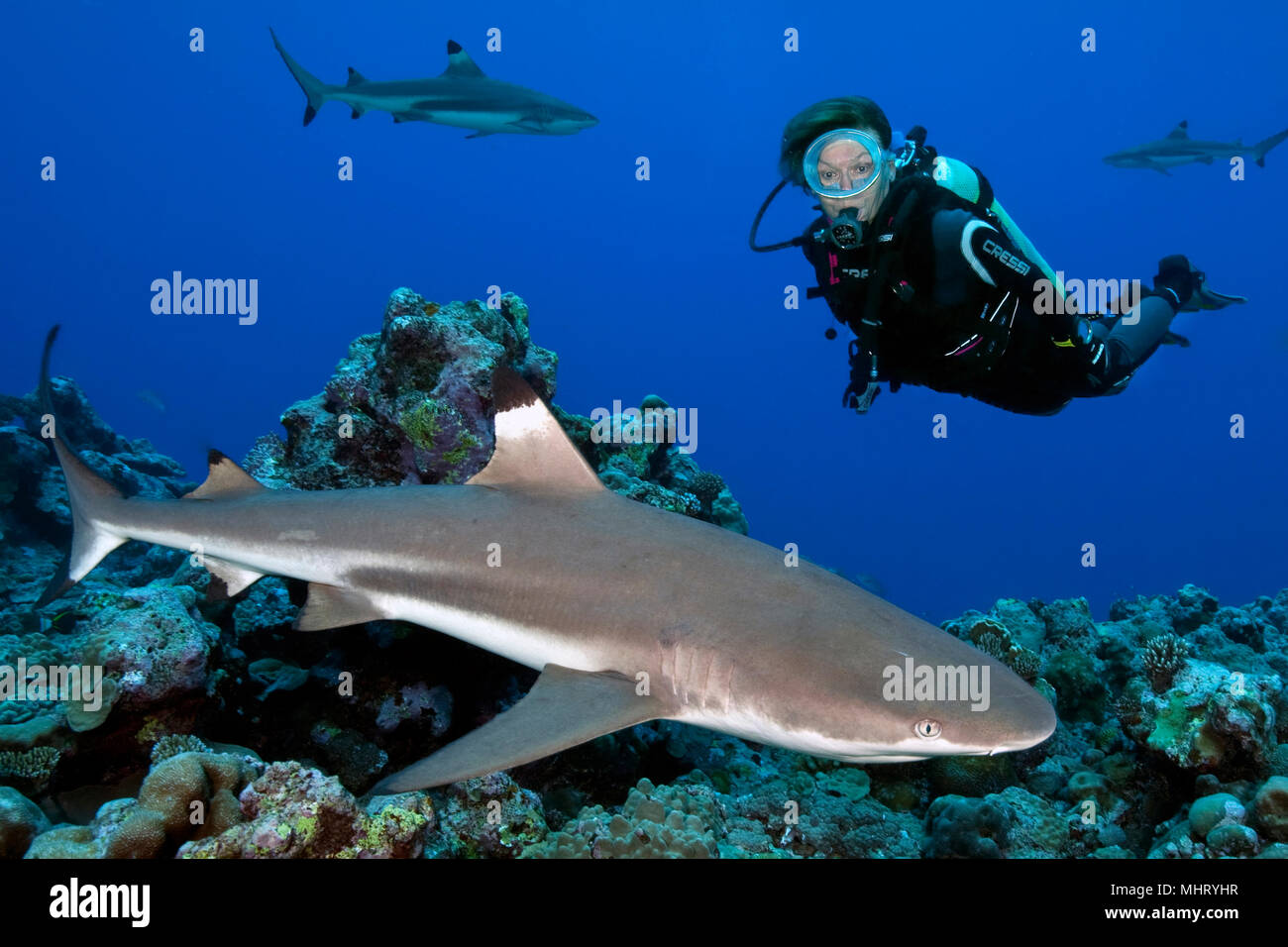 Diver and shark | Taucherin mit Hai Stock Photo