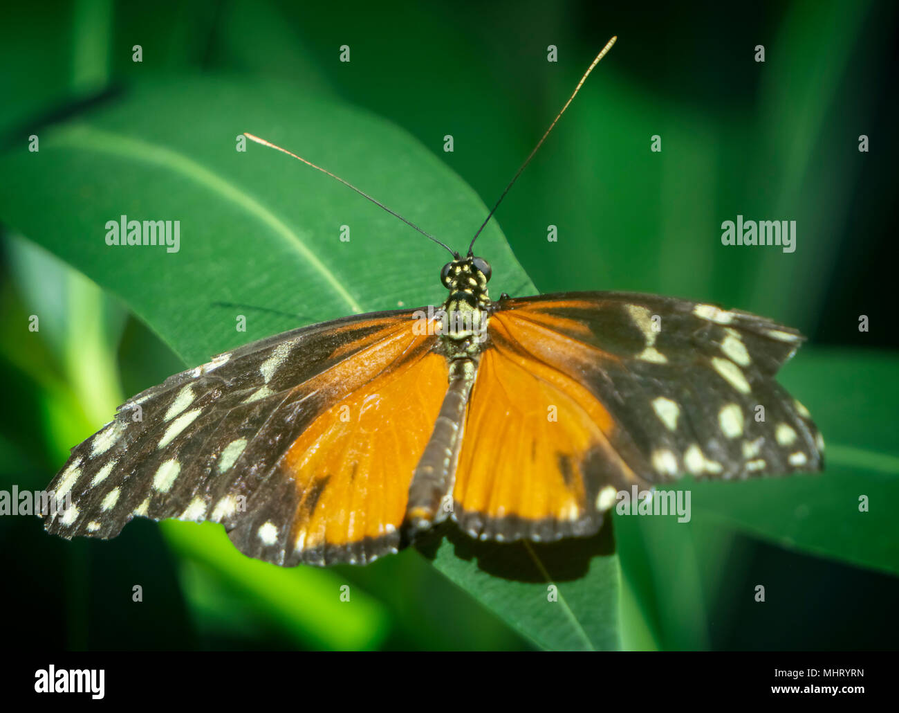 Monarch Butterfly Calgary Zoo Alberta Canada Stock Photo Alamy
