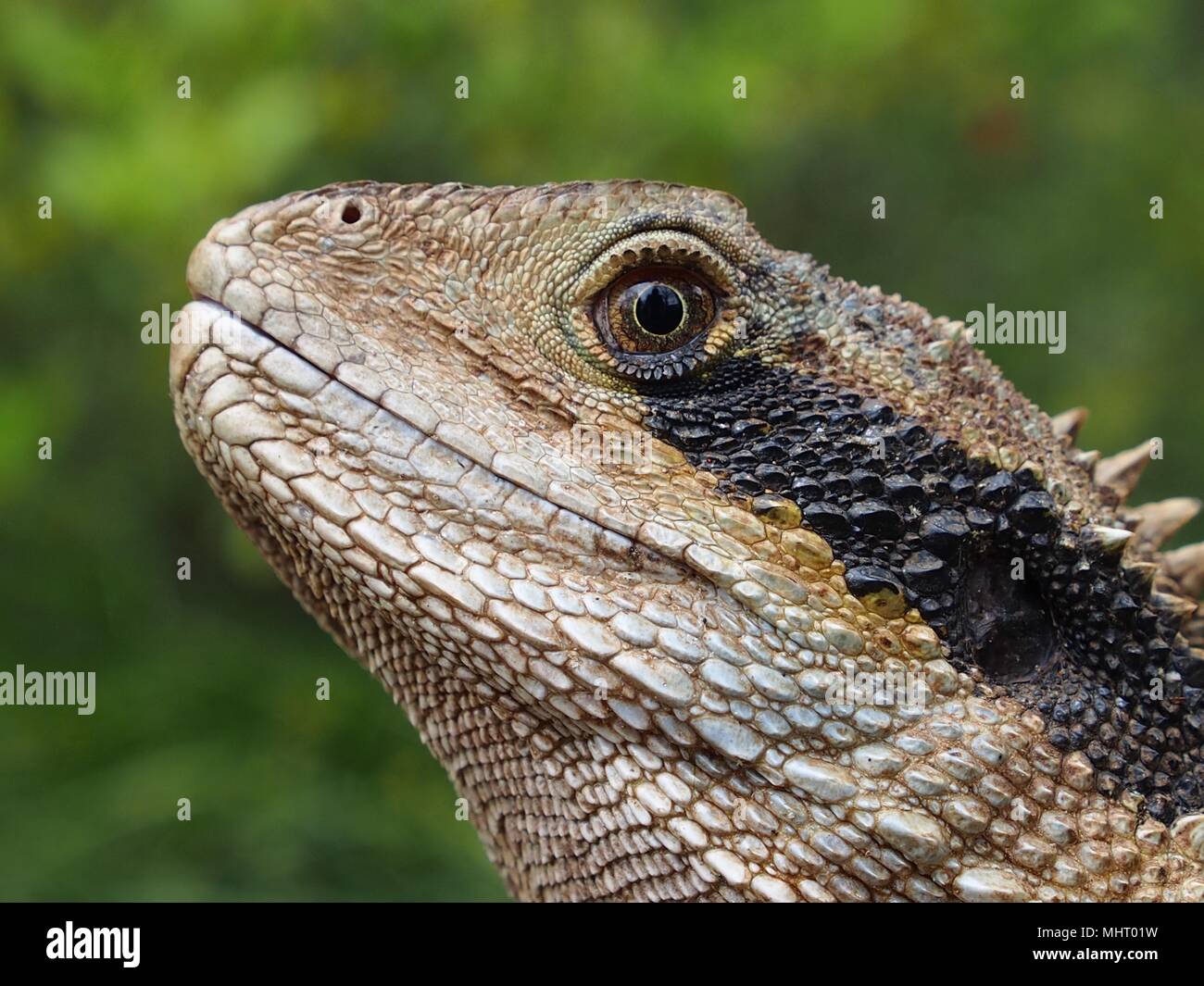 Handsome Confident Eastern Water Dragon in a Majestic Closeup Portrait. Stock Photo