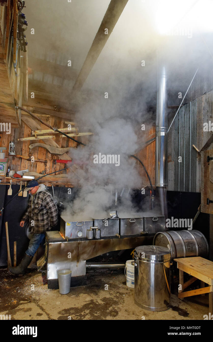 A maple syrup boiler evaporating the maple sap to make maple syrup