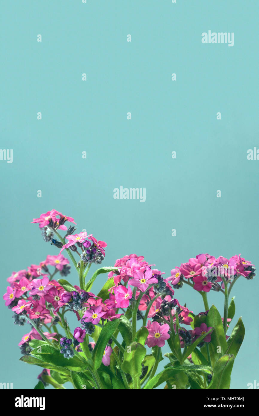 Pink Forget-me-not flowers with leaves isolated on a clean blue background with  space for text. Stock Photo