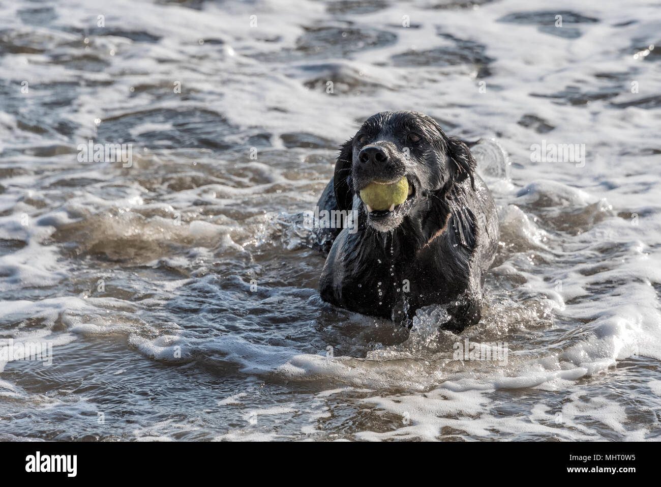Black Labrador with a ball on the sea Stock Photo