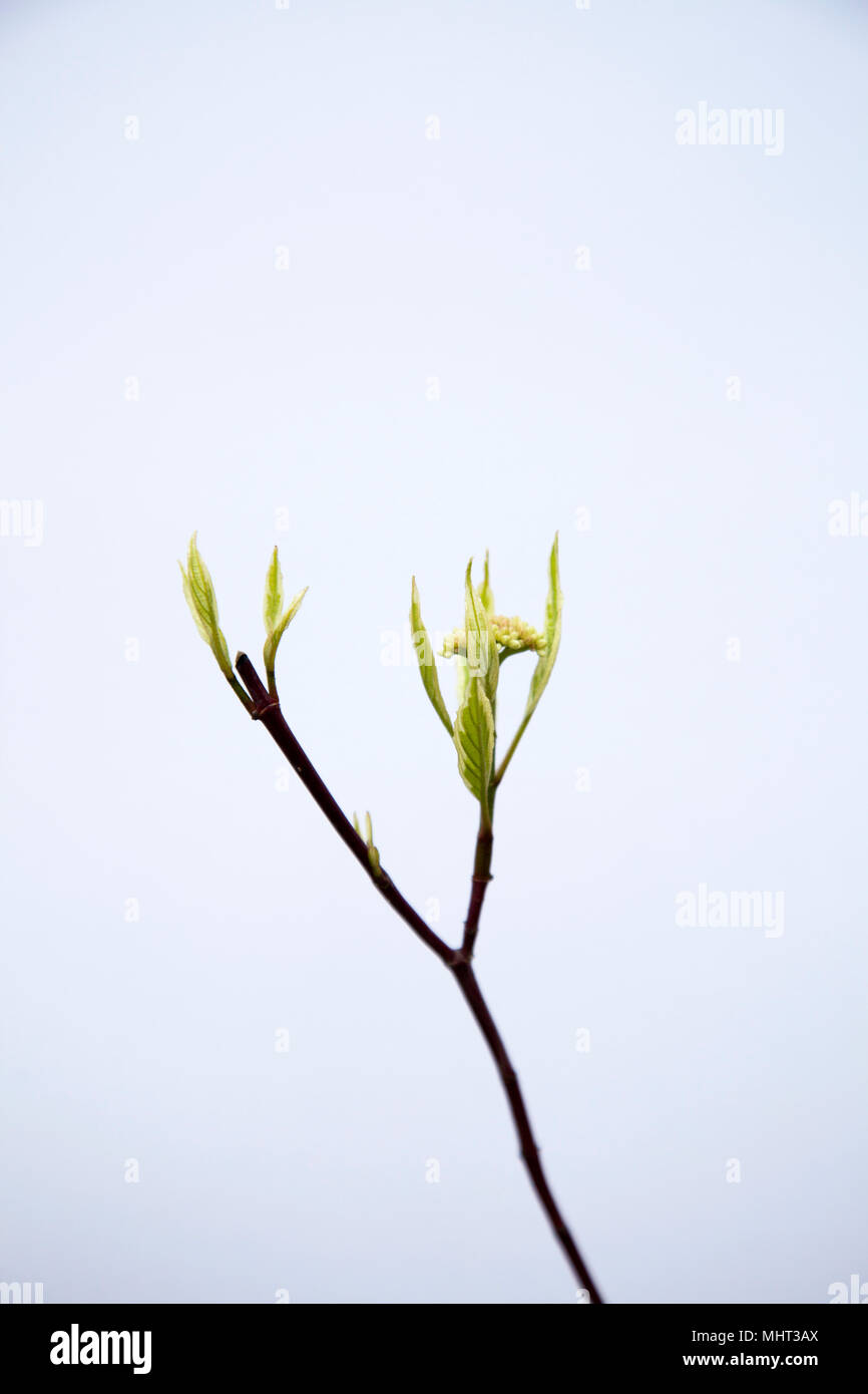 New Spring Growth on Red Twig Dogwood Branch Stock Photo