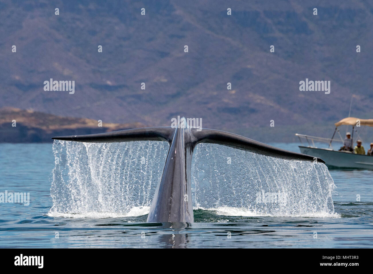 Blue Whale the biggest animal in the world 24 meters long Stock Photo ...