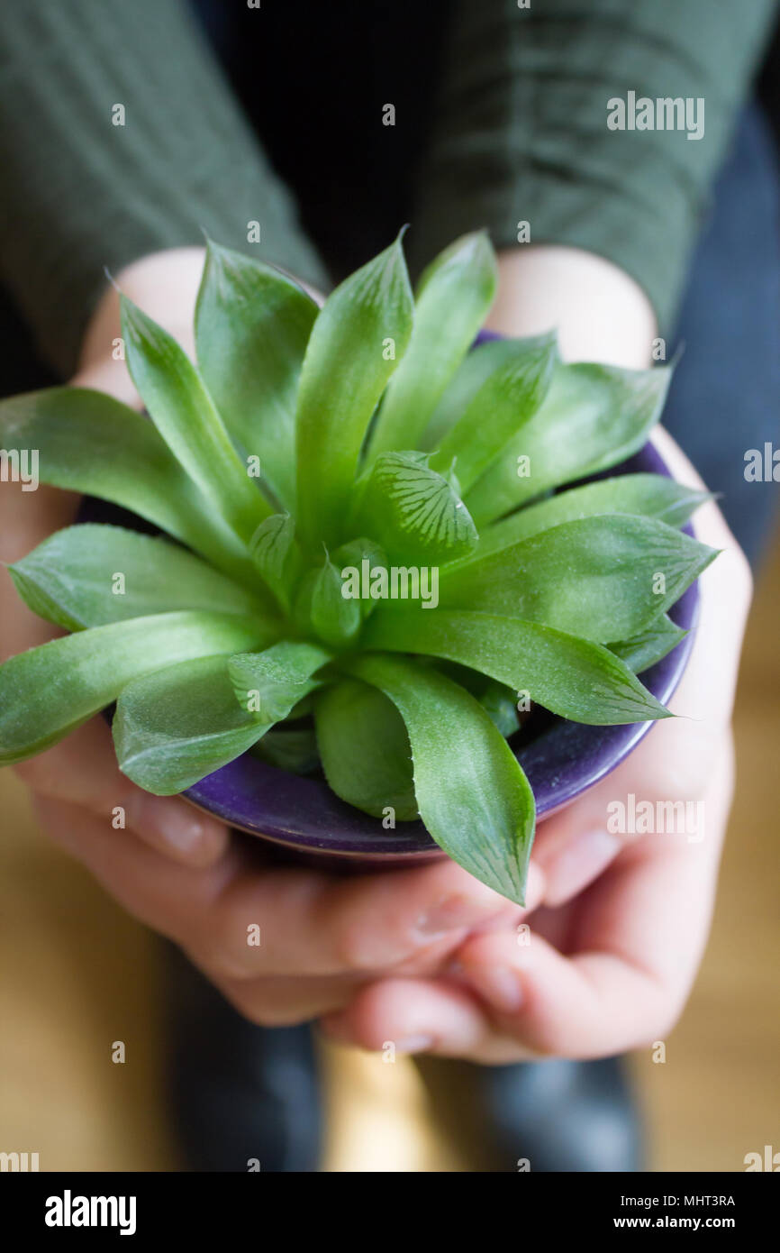 A teenage girl holding a succulent plant in her hands, artistic concept, close up shot Stock Photo