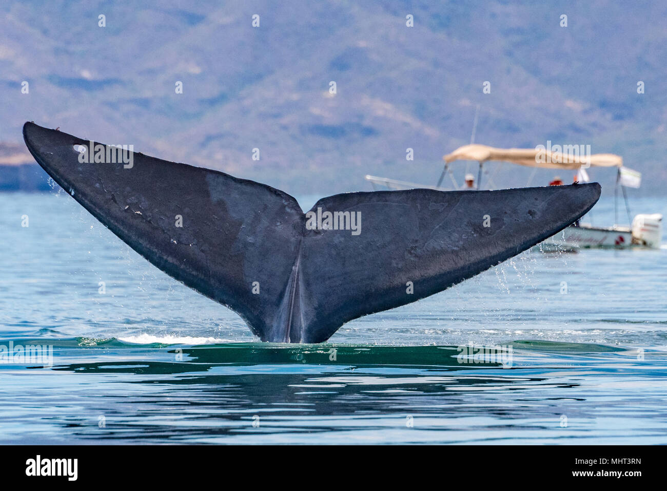 Blue Whale the biggest animal in the world 24 meters long Stock Photo -  Alamy