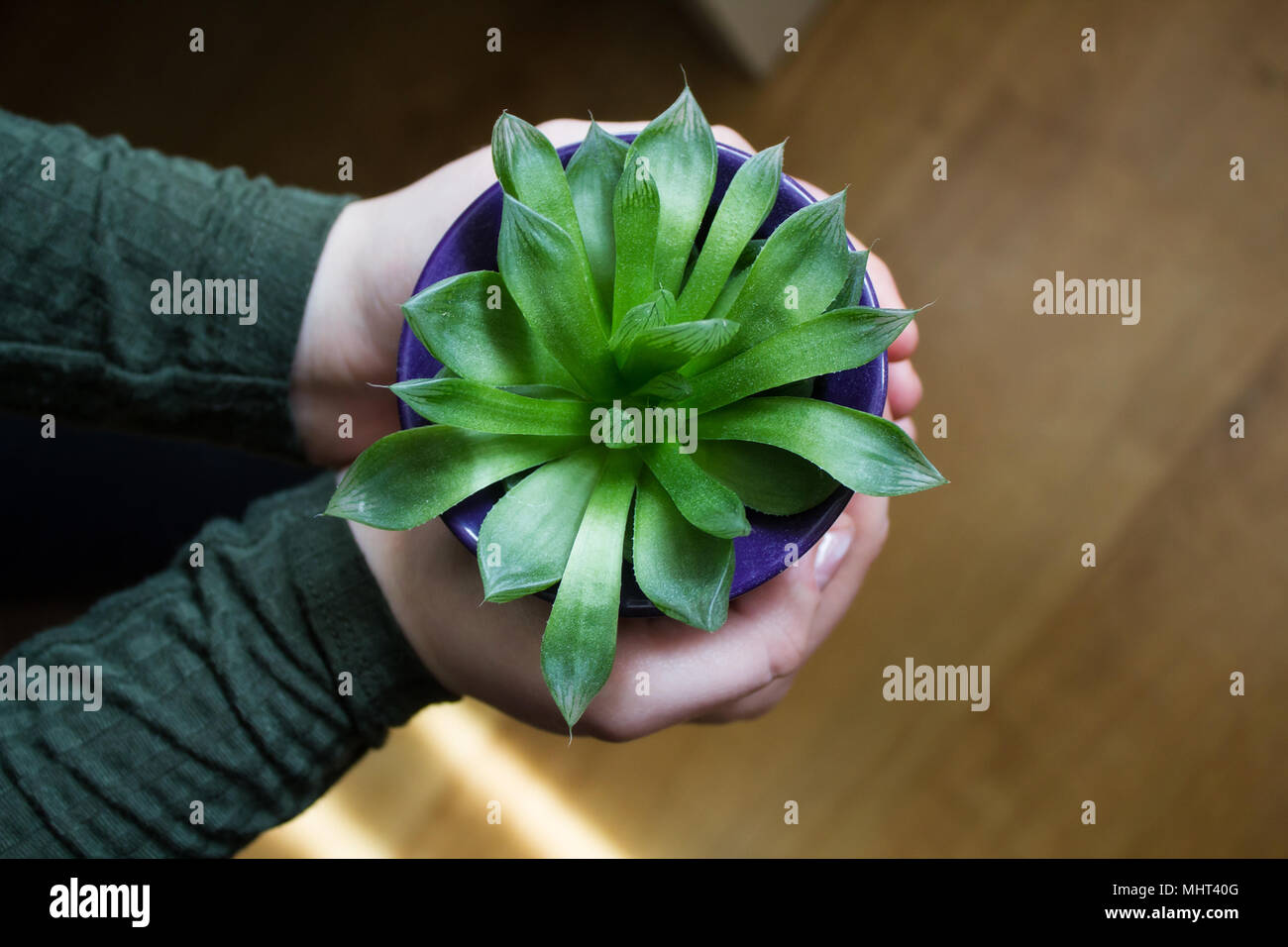 A teenage girl holding a succulent plant in her hands, artistic concept, close up shot Stock Photo