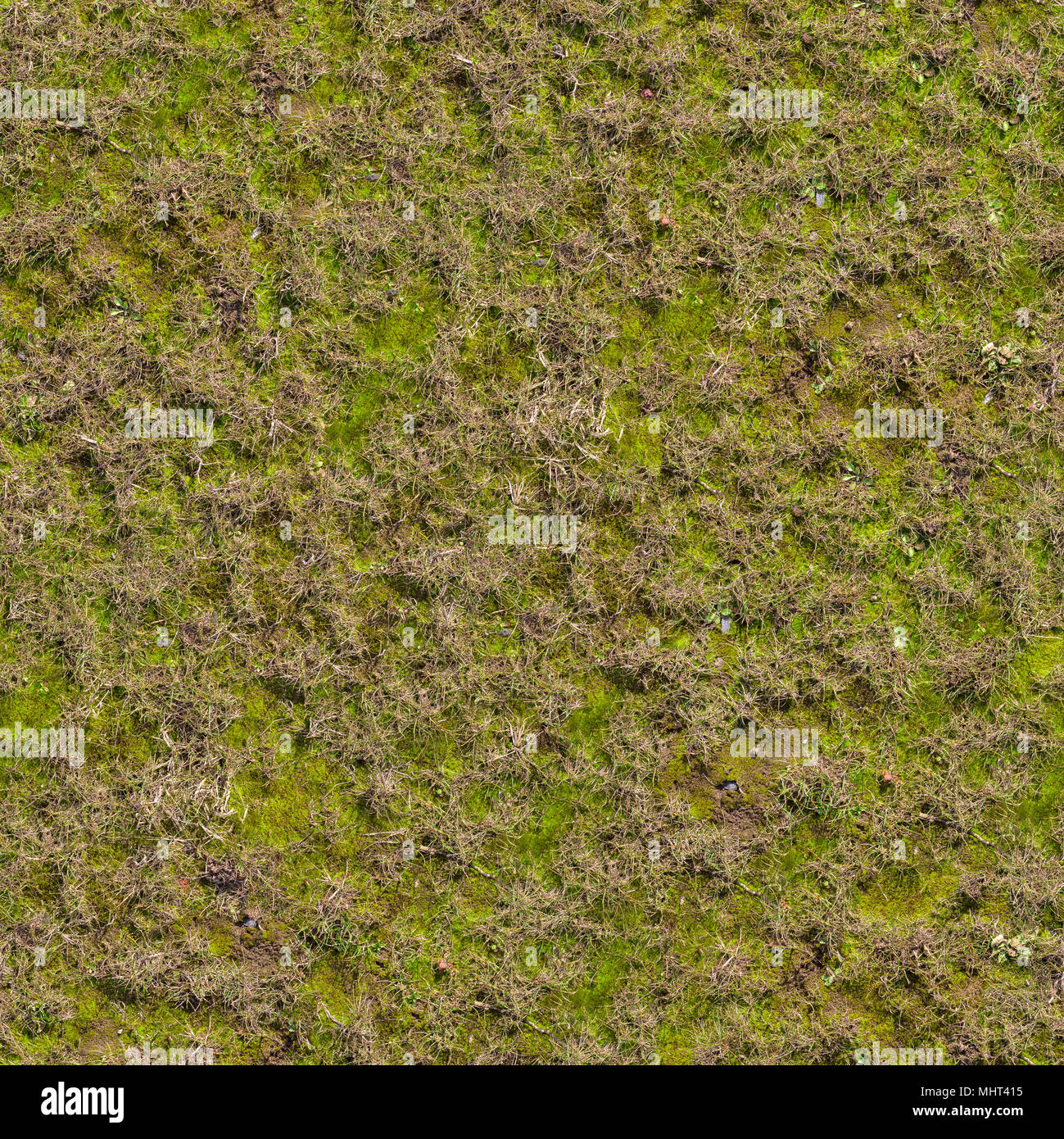 Grass with Moss. Seamless Texture. Stock Photo
