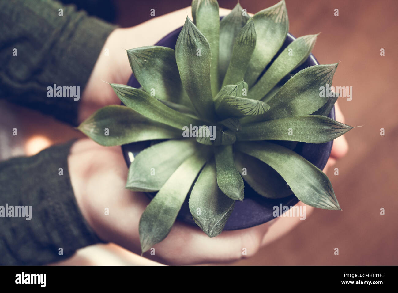 Succulent plant being hold by a teenage girl, hands close up Stock Photo