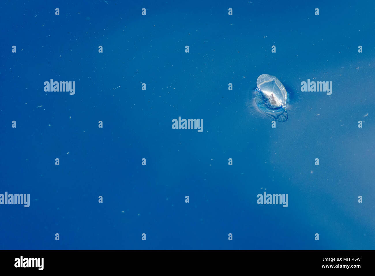 Sea raft jellyfish hi-res stock photography and images - Alamy