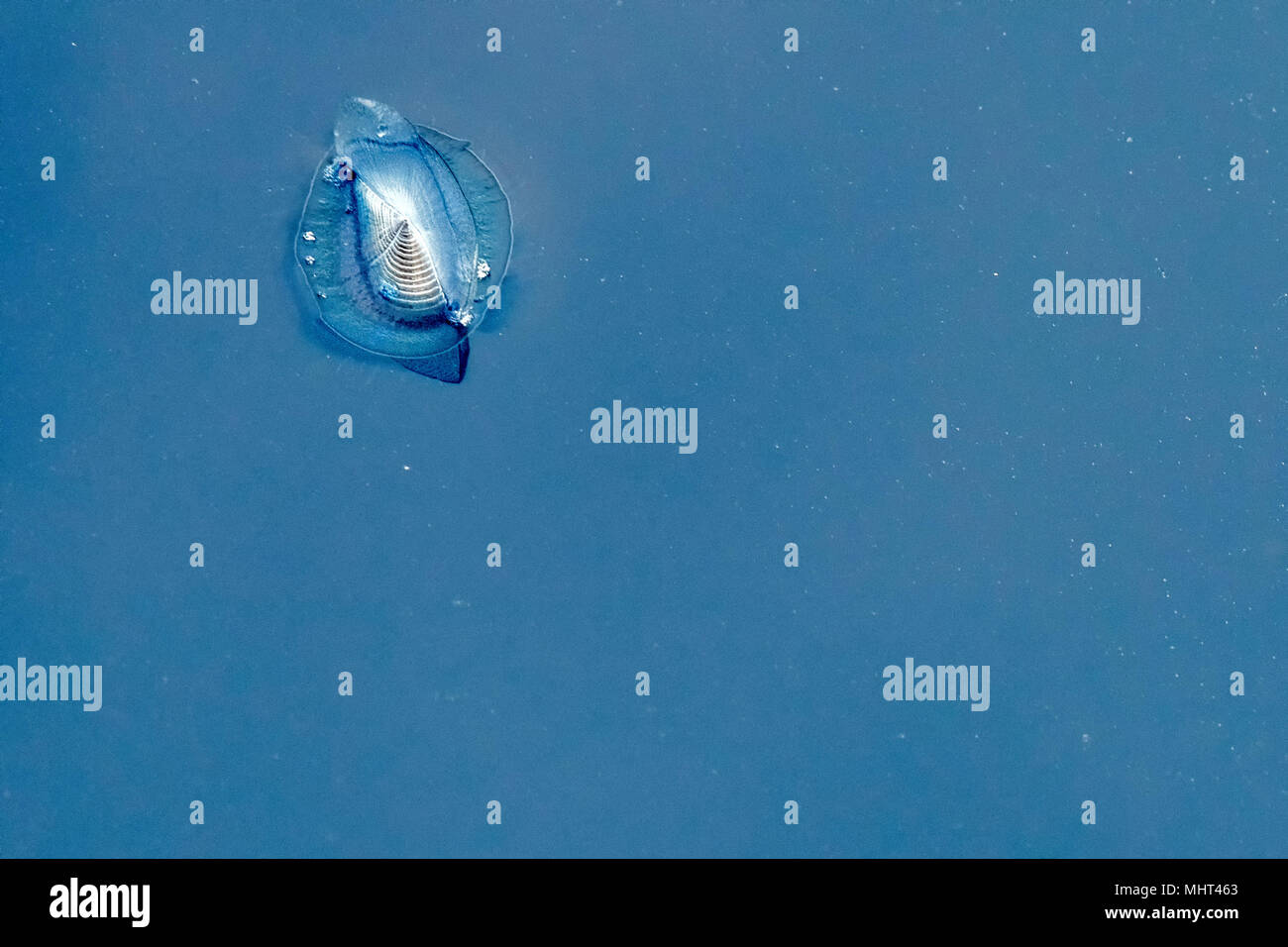 Sea raft jellyfish hi-res stock photography and images - Alamy