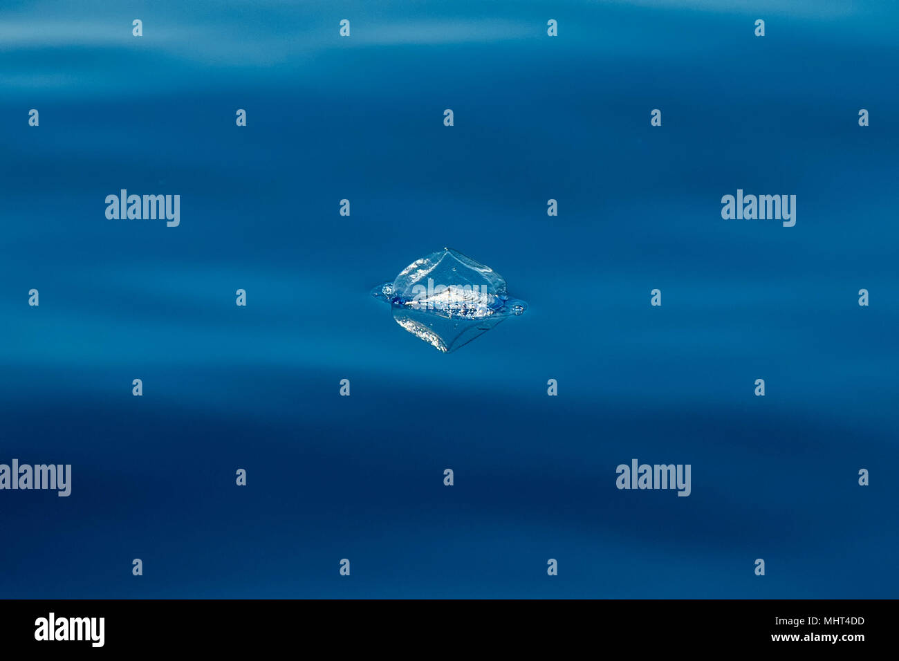 Sea raft jellyfish hi-res stock photography and images - Alamy