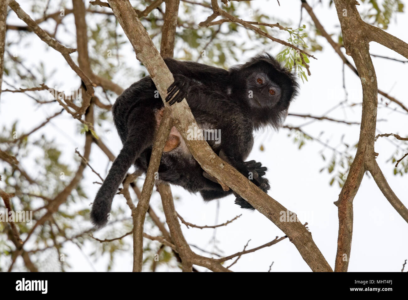 black crested macaque monkey ape close up portrait looking at you from a tree Stock Photo