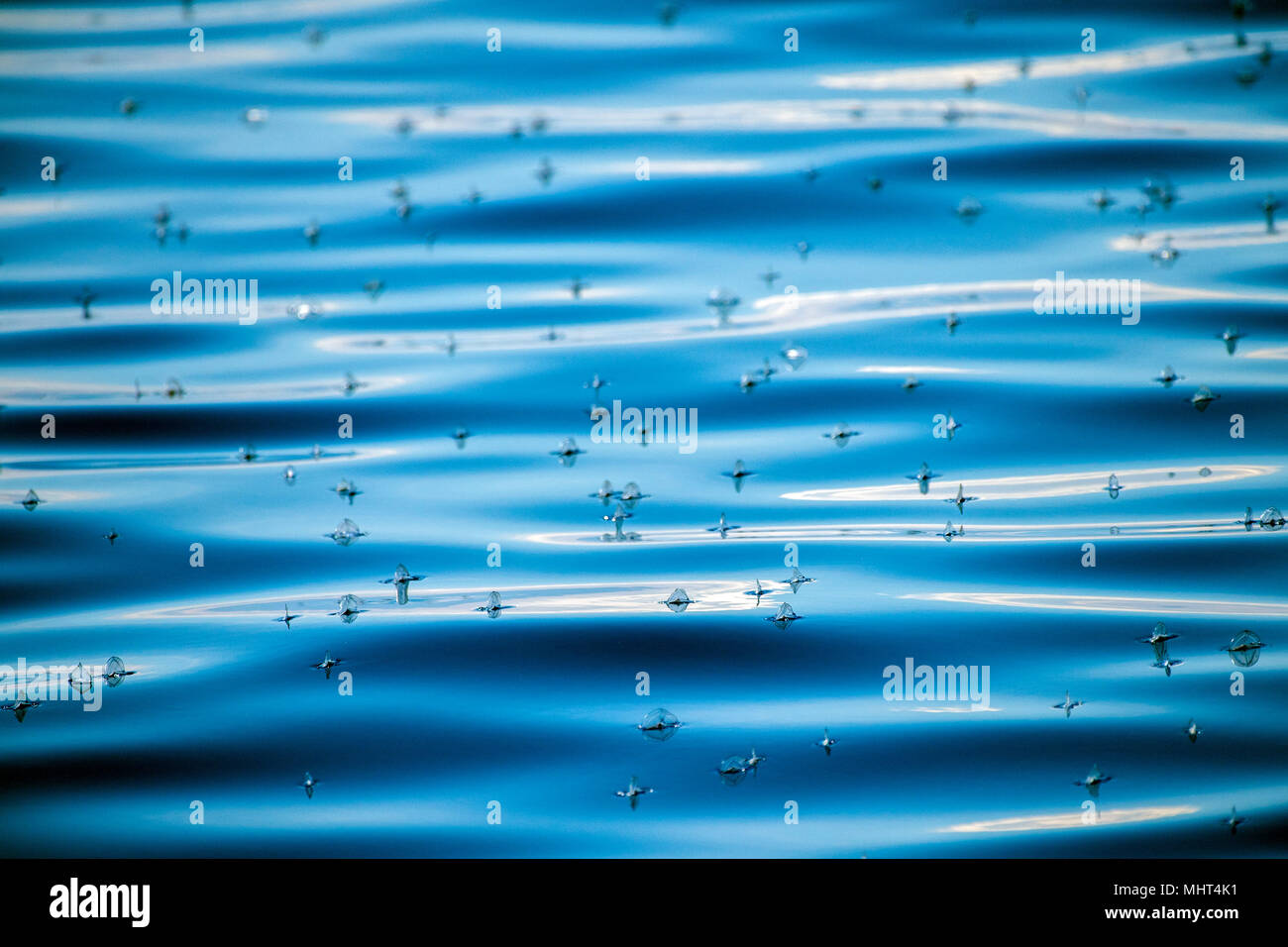 Sea raft jellyfish hi-res stock photography and images - Alamy