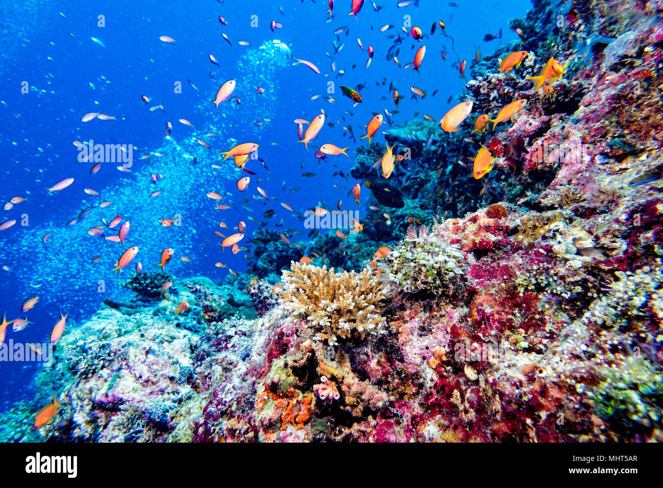 Maldives corals house for Fishes underwater landscape Stock Photo
