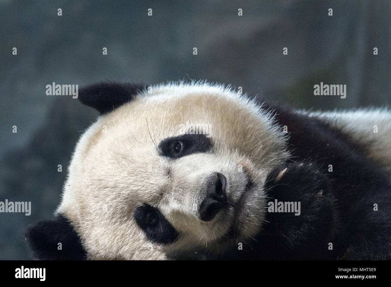 Giant Panda Newborn Baby Portrait Close Up While Looking At You Stock Photo Alamy Giant Panda Newborn Baby Portrait Close Up While Looking At You Stock Photo Alamy