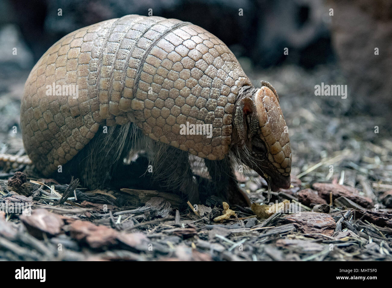 armadillo close up portrait while eating Stock Photo