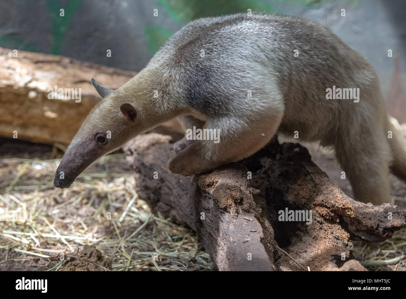 southern tamandua south america forest ant bear portrait Stock Photo