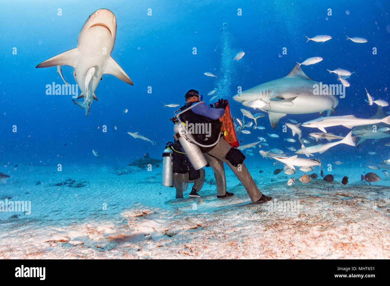 bull shark while feeding in mexico in blue ocean Stock Photo - Alamy