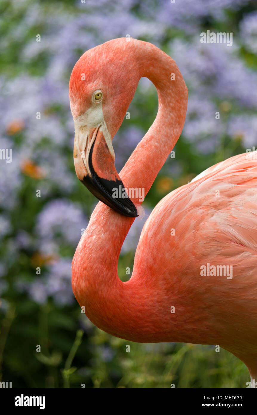 Close up of an American Flamingo, coloured pink, part of a small colony at Coton Manor Gardens, Northamptonshire, UK Stock Photo