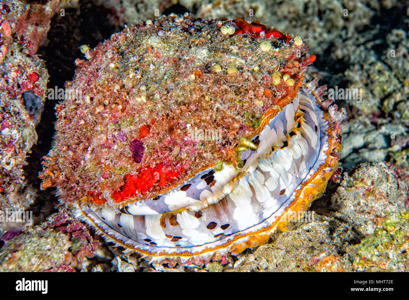 giant colorful clam close up underwater in maldives Stock Photo Alamy