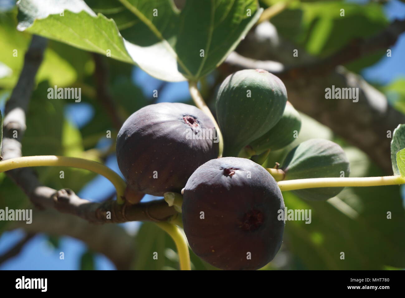 RIPE FIGS IN ITALY Stock Photo