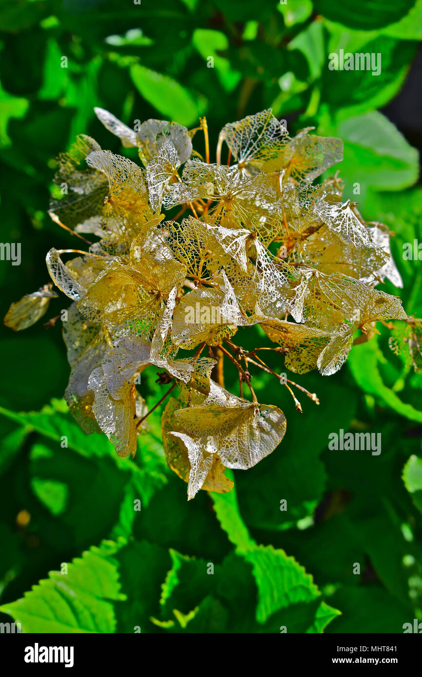 Last summer's dead blooms on hydrangea plant have turned onto
