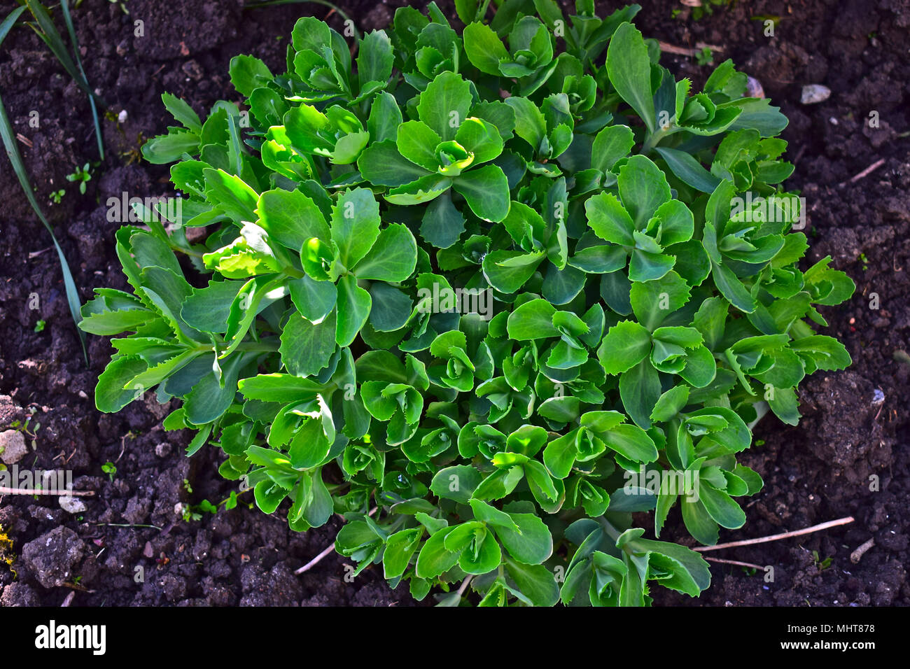 The lush green leaves of the plant emerging in Springtime in a damp heavy clay soil border. Stock Photo