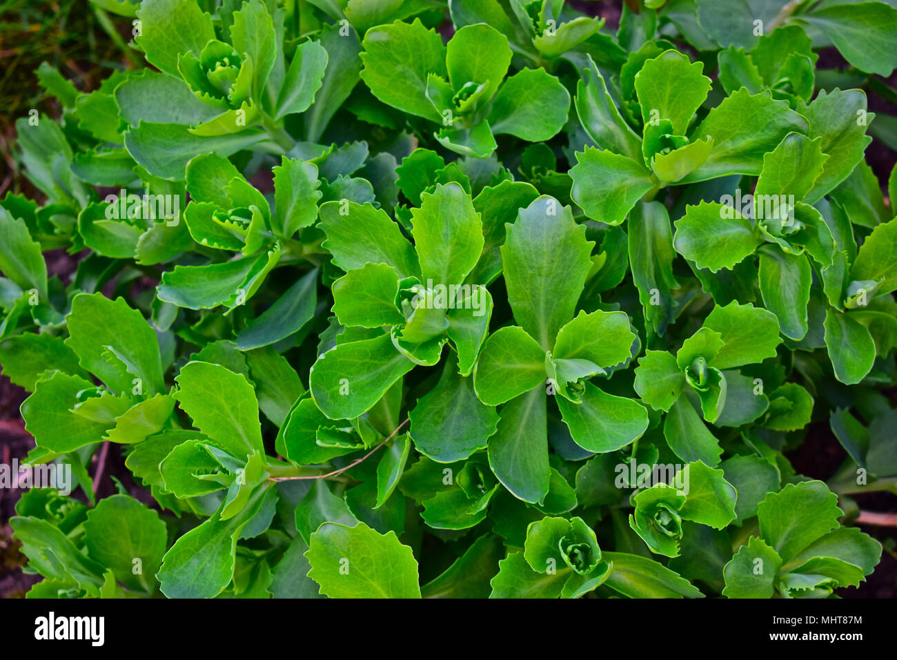 The lush green leaves of the plant emerging in Springtime in a damp heavy clay soil border. Stock Photo