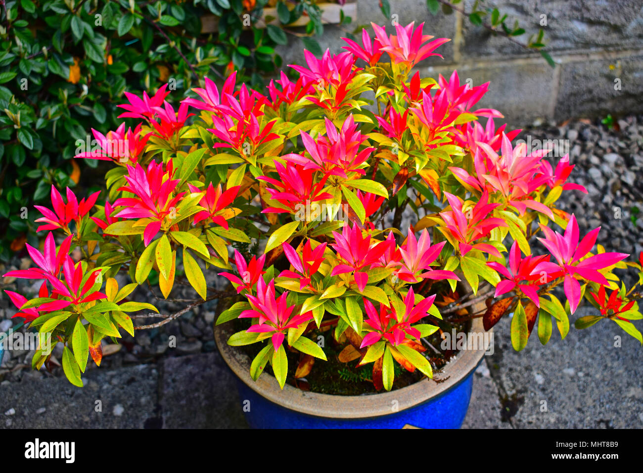 Pieris 'Forest Flame'. In spring the young leaves are bright red, slowly turning to yellow and finally to green. Stock Photo