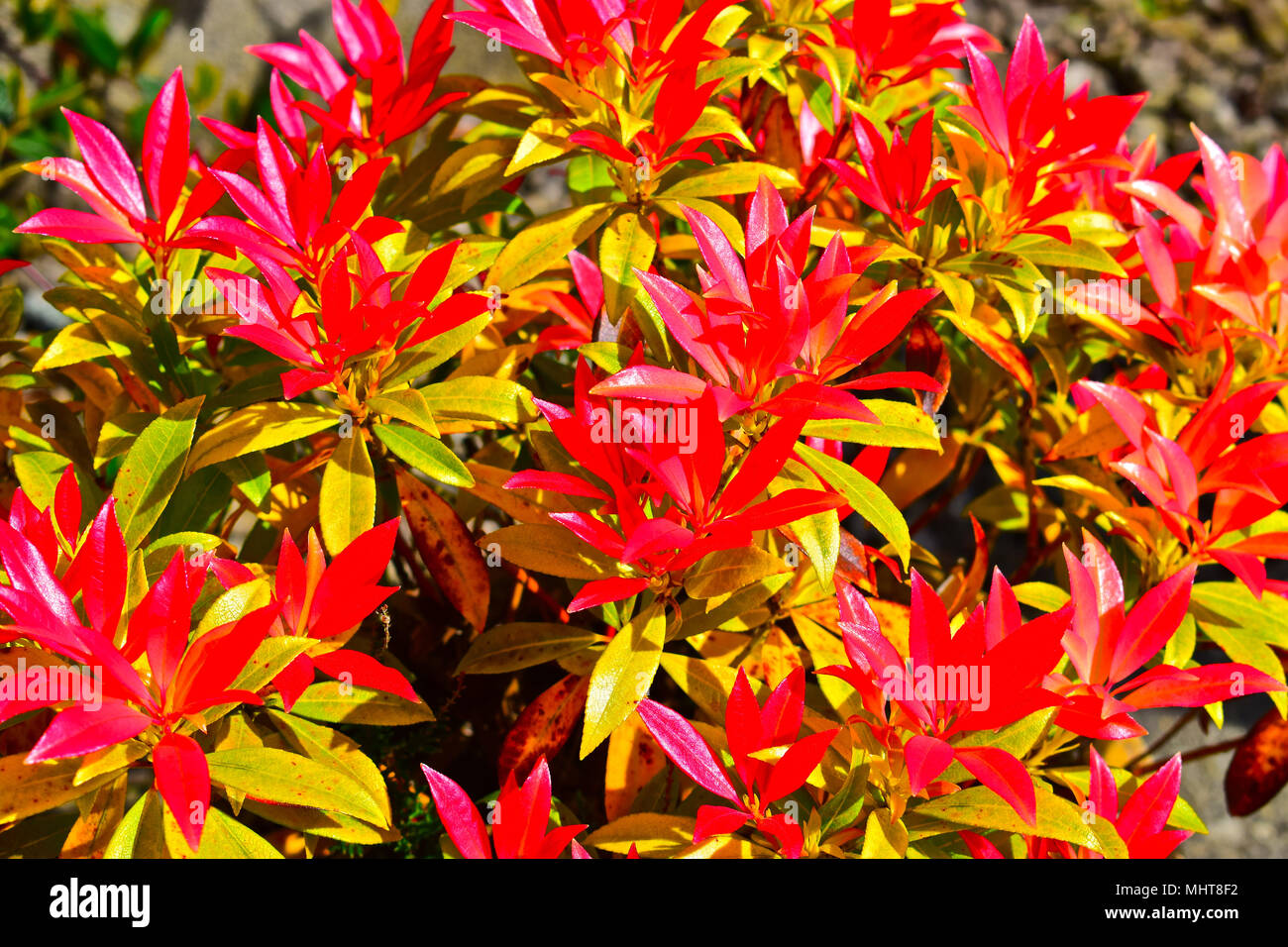 Pieris 'Forest Flame'. In spring the young leaves are bright red, slowly turning to yellow and finally to green. Stock Photo