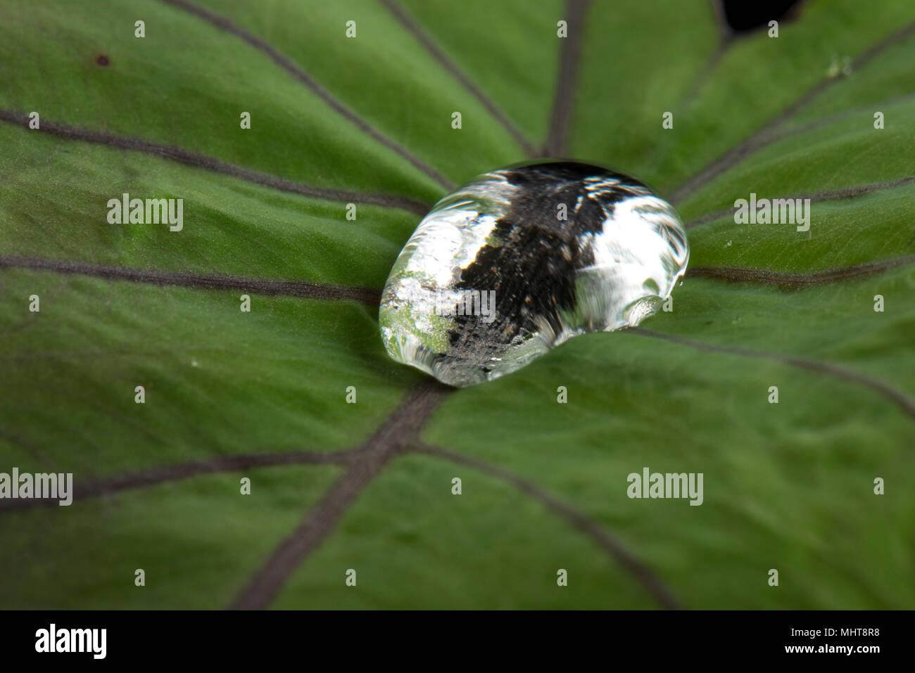 Large water droplet sitting on and repelled by the waxy surface of a taro leaf, Colocasia esculenta Stock Photo