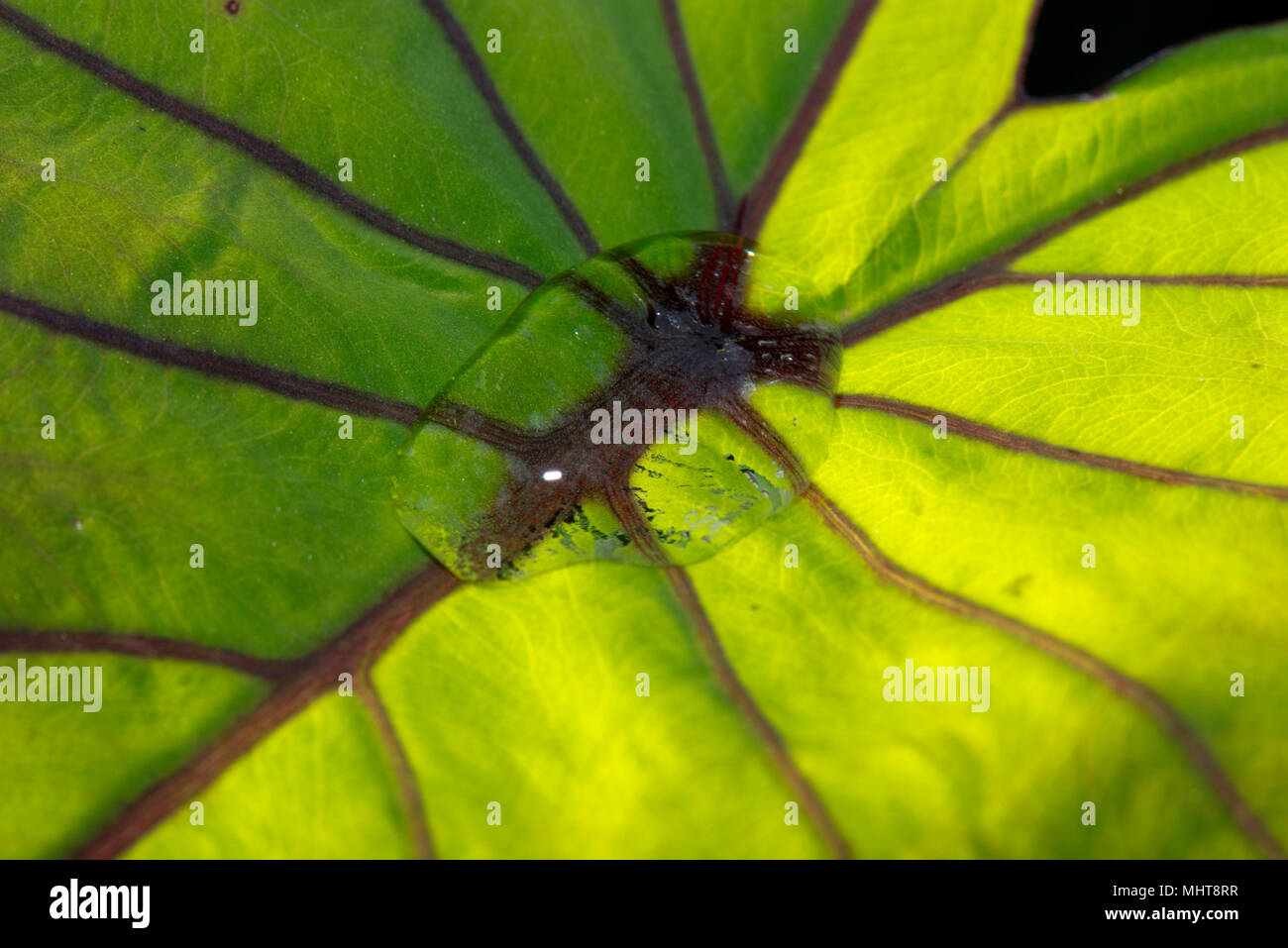 Large water drop sitting on and repelled by the waxy surface of a backlit taro leaf, Colocasia esculenta Stock Photo