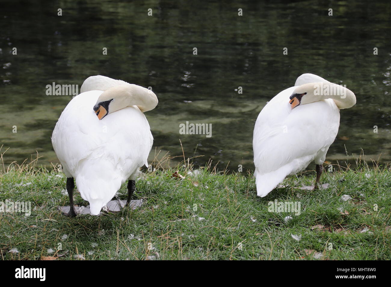 The Sleeping Swans >> Swans Sleeping Stock Photos Swans Sleeping Stock Images Alamy The Sleeping Swans >> Swans Sleeping Stock Photos Swans Sleeping Stock Images Alamy