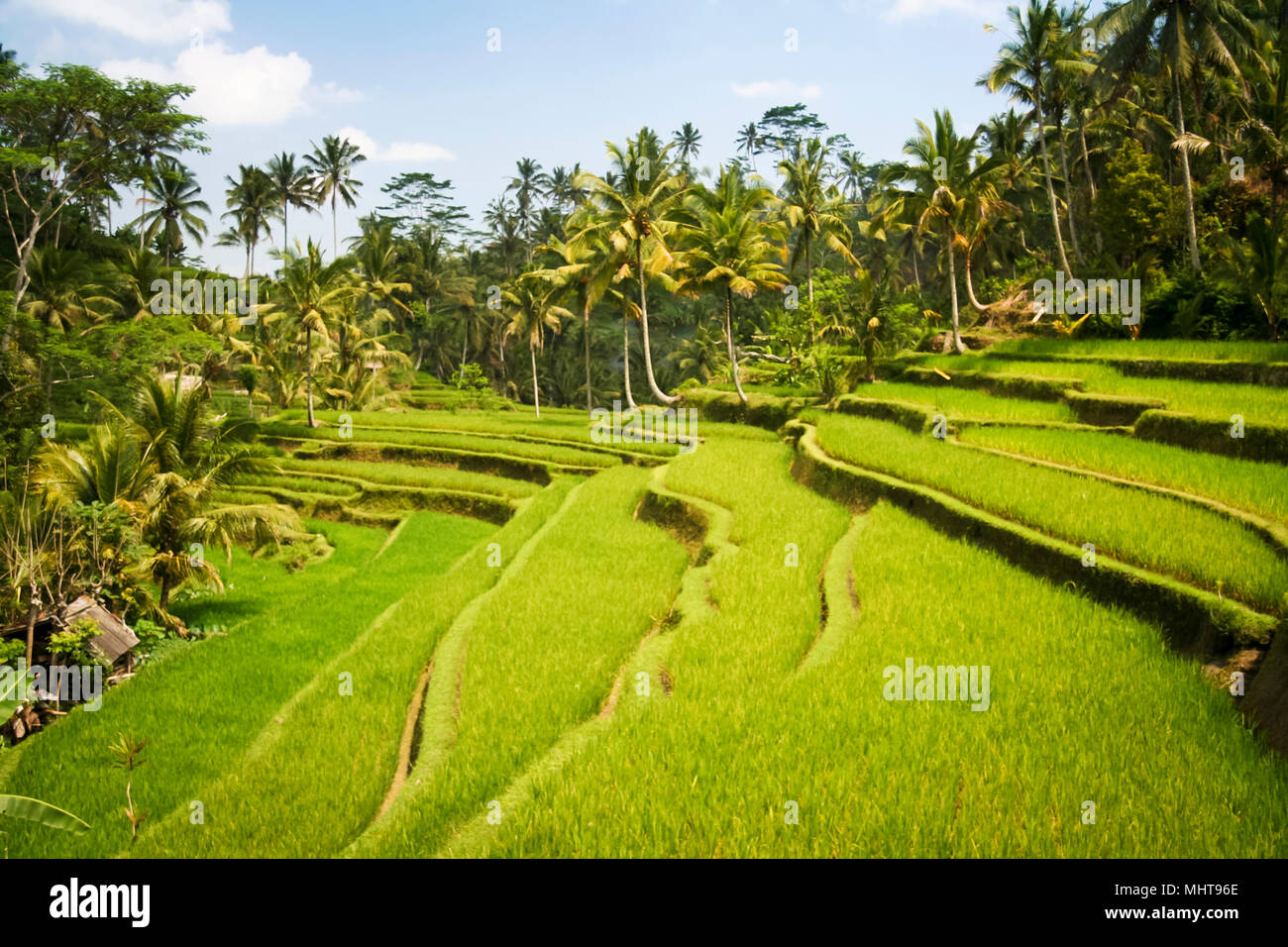 lush green terraced rice fields surrounded by palm trees ubud bali ...