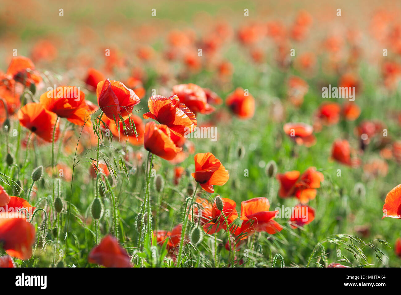 Poppy farming, nature, spring, fresh red field, agriculture concept - farming of poppy flowers - close-up flowers and stems of the red poppy field Stock Photo - Alamy