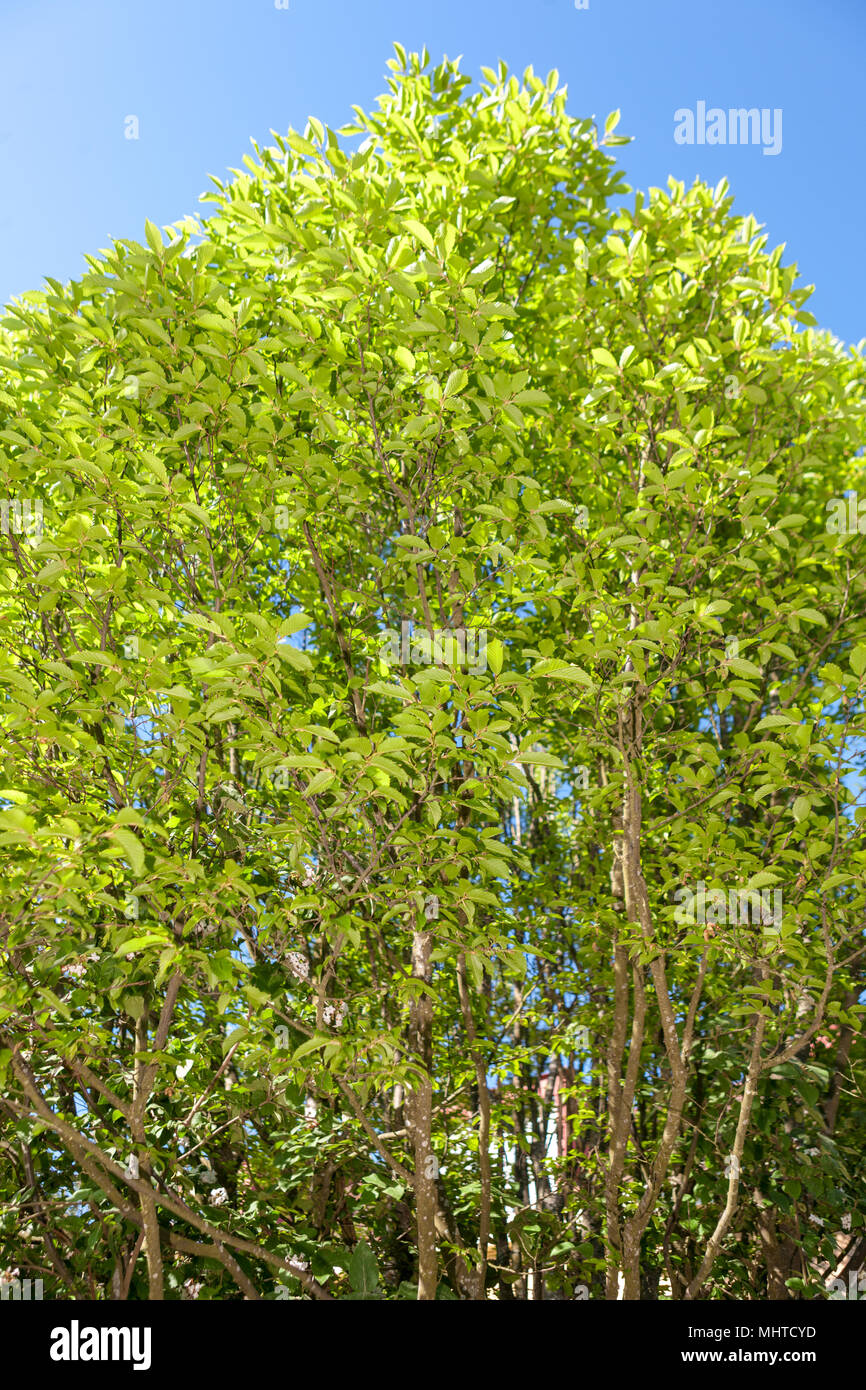 Common Hornbeam, Avenbok (Carpinus betulus) Stock Photo