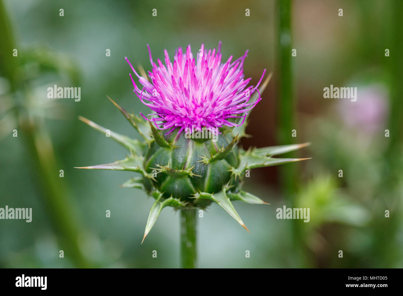 Marian thistle, Mariatistel (Silybum marianum) Stock Photo