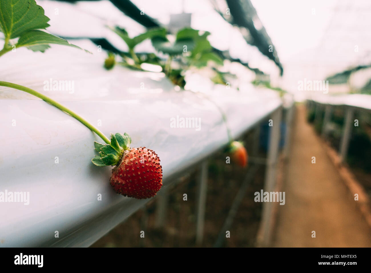 Hydroponic strawberry farm. Hydroponics method of growing plants