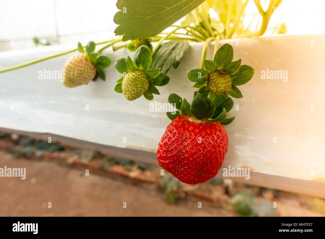 strawberry seedlings for hydroponics strawberry seedlings for hydroponics