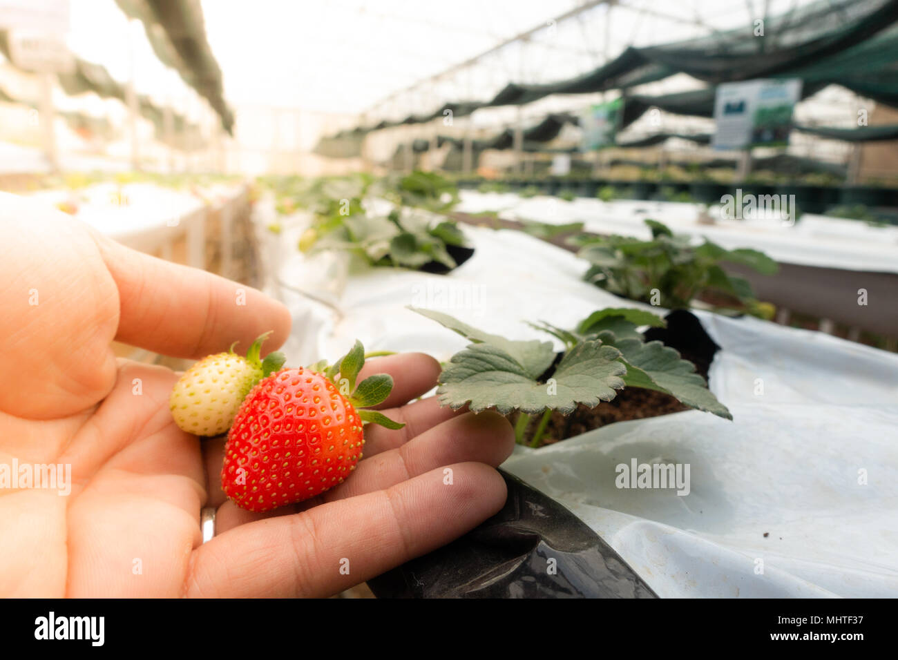 Hydroponic strawberry farm. Hydroponics method of growing plants