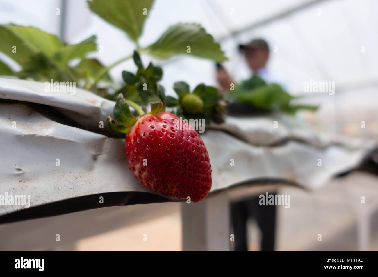 Hydroponic strawberry farm. Hydroponics method of growing plants