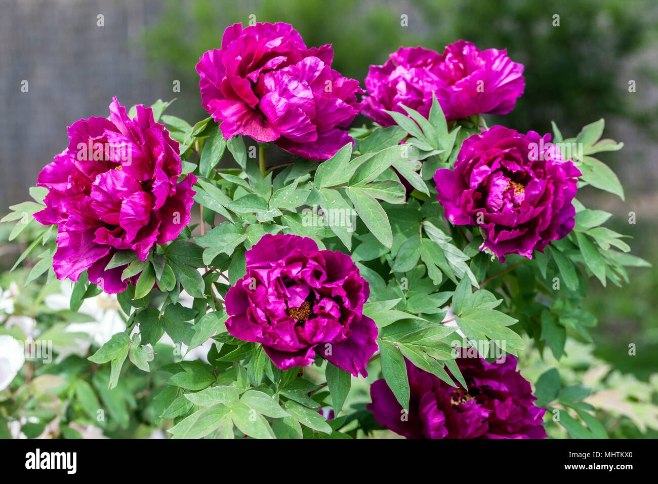 japanese peony tree for sale