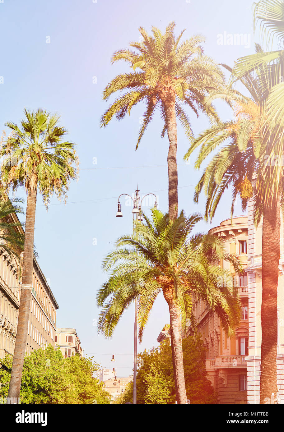 palm trees background palm trees in the summer sun on the streets