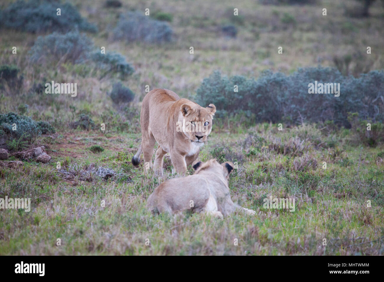 Lions The king of the jungle Stock Photo Alamy