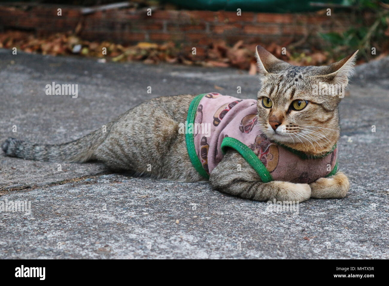 A Cute Cat Resting On The Ground Stock Photo - Alamy
